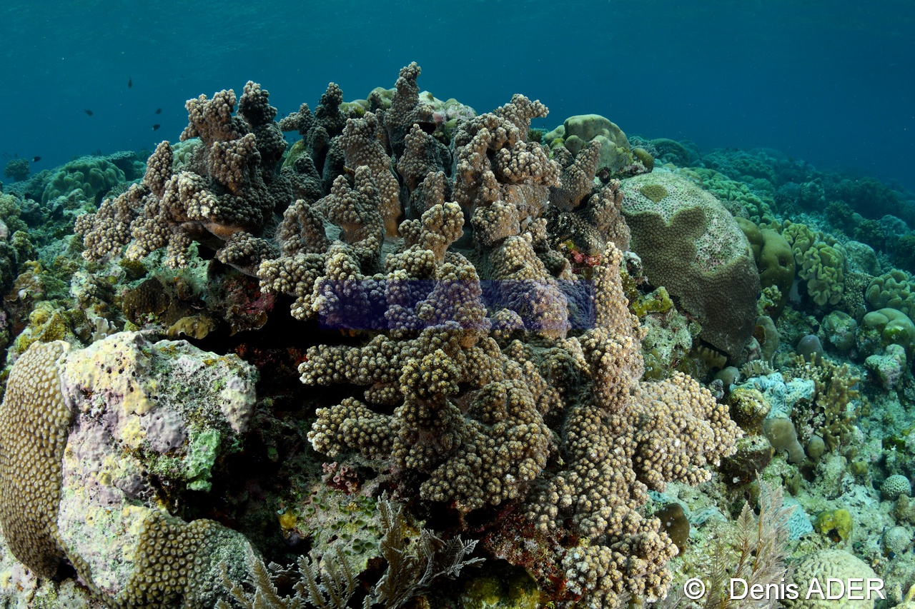 Acropora seriata Ambiance-Wakatobi Wangi Island-7m-20180601-Denis-ADER-DSC_2990_tn.jpg